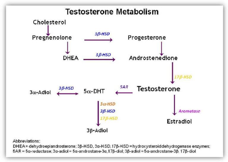 Clinical Significance of 5a-Reductase Activity | Meridian Valley Lab